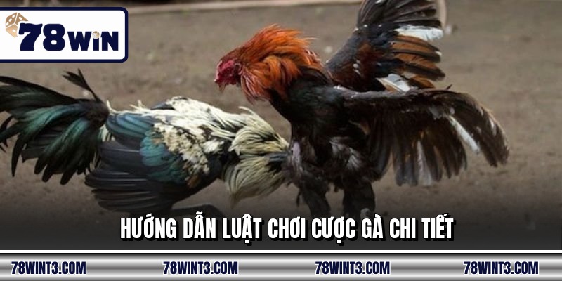 Hướng dẫn luật chơi cược gà chi tiết